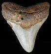 Megalodon Tooth - North Carolina #59034-1